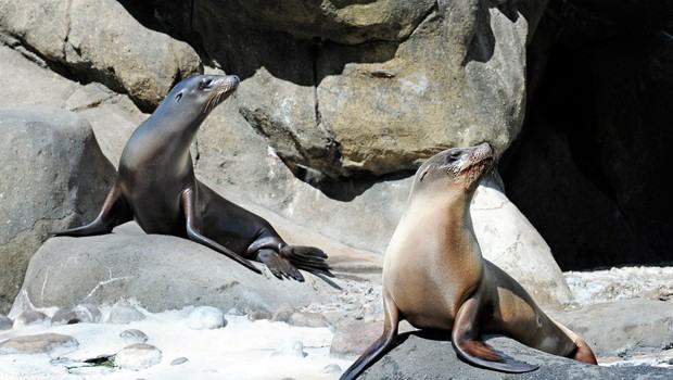 The California -- ahem New York -- Sea Lions Katie and Edith are in perfect form. The California -- ahem New York -- Sea Lions Katie and Edith are in perfect form.
