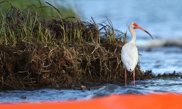 Behind a protective orange boom, an ibis stands in the water on an oil-covered marsh May 27, 2010 near Grand Isle, Louisiana.