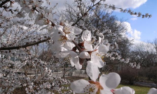 Brooklyn Botanical Garden spring7.jpg