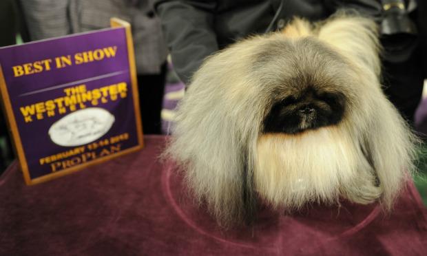 Malachy, a Pekingese, after winning Best in Show at Westminster Malachy, a Pekingese, after winning Best in Show at Westminster