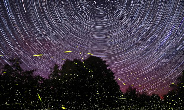Fireflies and Star Trails No. 2