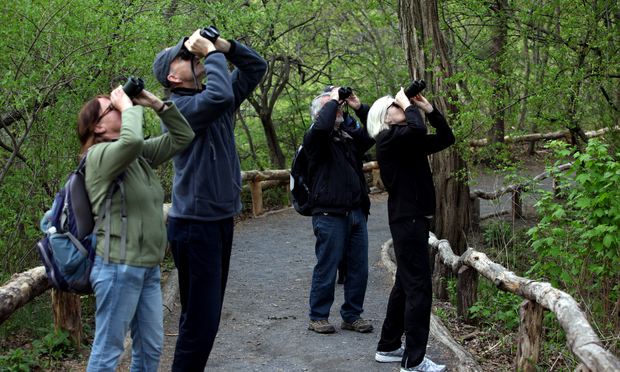 Bird watchers in Central Park checking out peak migration in May 2014. Bird watchers in Central Park checking out peak migration in May 2014.
