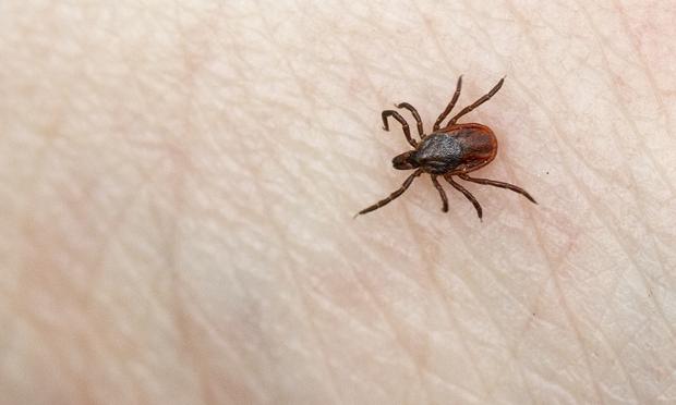 Deer ticks no bigger than a poppy seed can transfer Lyme bacteria