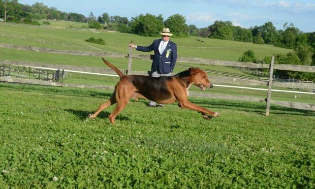 Golden's Bridge Phoenix. Best in Show, Bryn Mawr Hound Show 2014