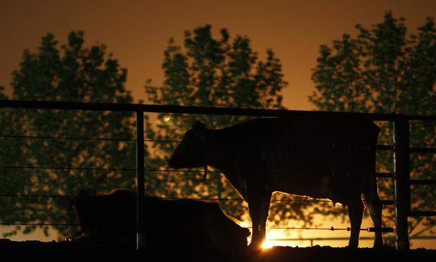 Dairy cattle lit from behind by the glow of gas being flared as waste from the Monterey Shale formation where gas and oil is extracted using hydraulic fracturing, March 22, 2014 near Buttonwillow, CA. Dairy cattle lit from behind by the glow of gas being flared as waste from the Monterey Shale formation where gas and oil is extracted using hydraulic fracturing, March 22, 2014 near Buttonwillow, CA.