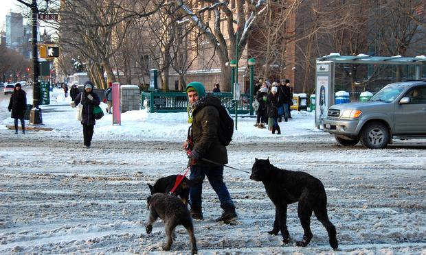 Dogs and people navigating the snow on West 81st Street and Central Park West
