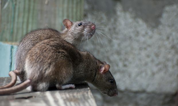 By conducting long-term monitoring studies of rats in New York, Dr. Munshi-South is uncovering new findings in the field of urban landscape genetics By conducting long-term monitoring studies of rats in New York, Dr. Munshi-South is uncovering new findings in the field of urban landscape genetics