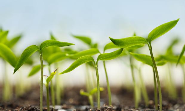 Seedlings Seedlings