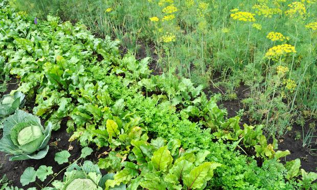 Vegetable garden Vegetable garden