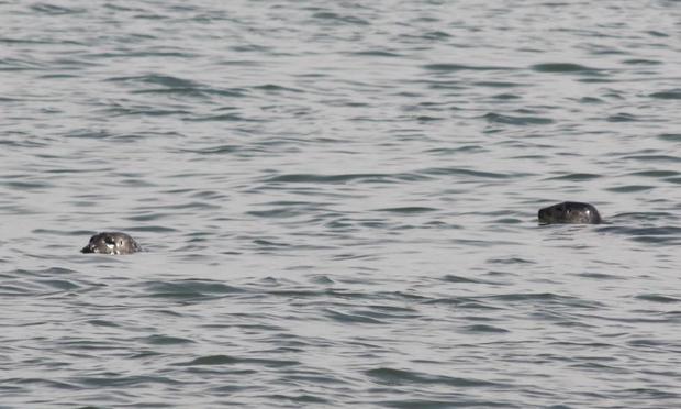 Two harbor seals swimming off Swinburne and Hoffman Islands near Staten Island.