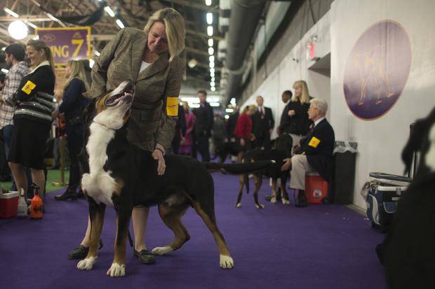 On the Line at the Westminster Kennel Club - WNYC
