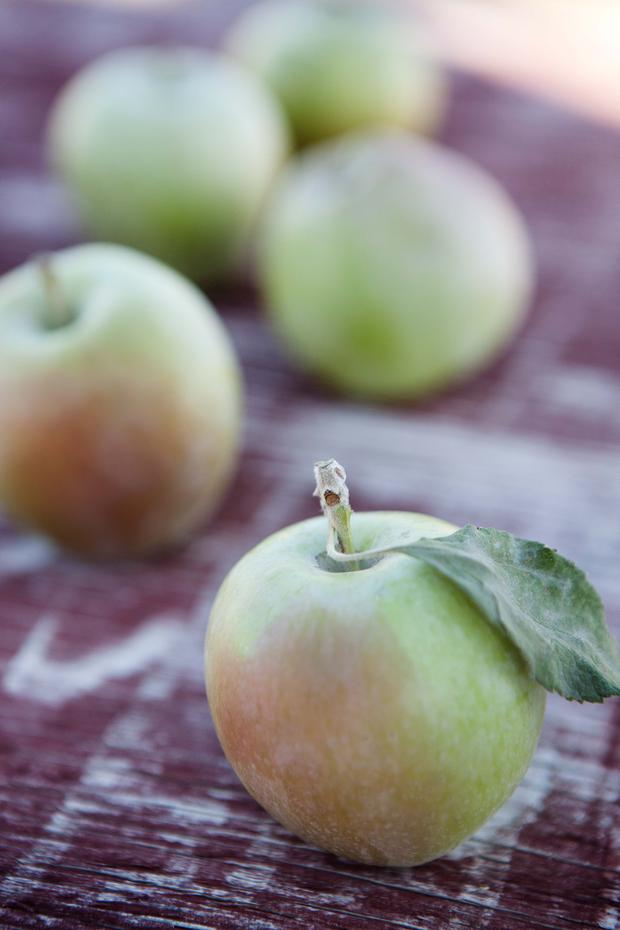 Apples of Uncommon Character: Heirlooms, Modern Classics, and Little-Known  Wonders