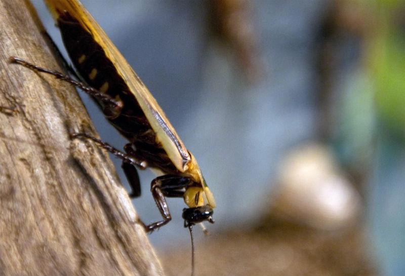 This is NOT the new kind of cockroach, which is called a Periplaneta japonica, but it is still gross.