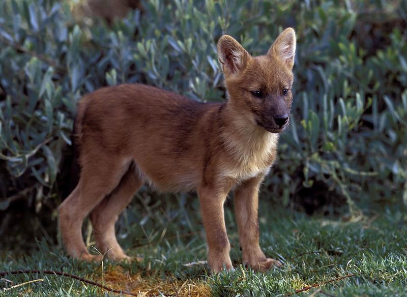 A three-month-old male Dhole pup named Nicolai is seen at the San Diego Zoo, May 21, 2003. The Wild Animal Park is currently the only facility to house this endangered species in the United States.
