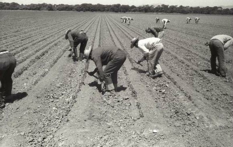 To use the short-handled hoe, field workers had to bend over and stay stooped in order to move on to the next plant.
