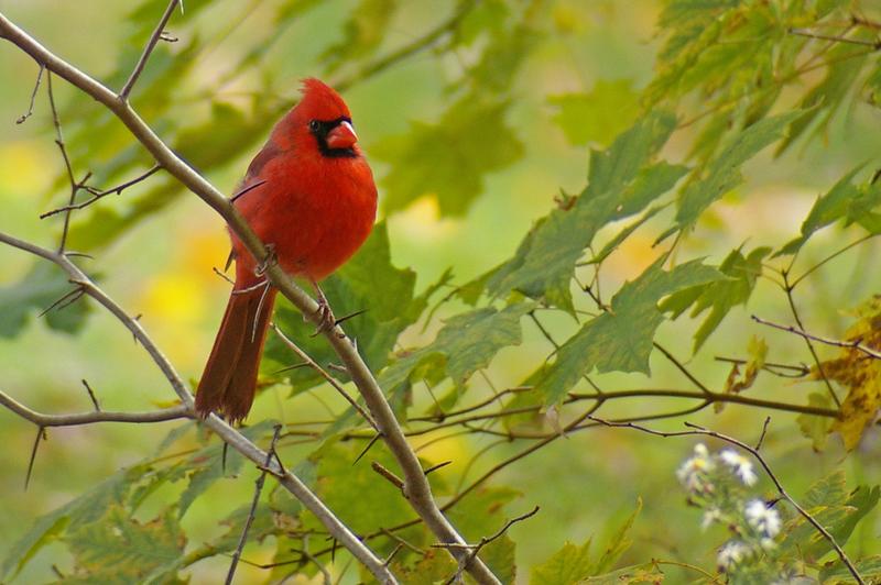 Cardinal