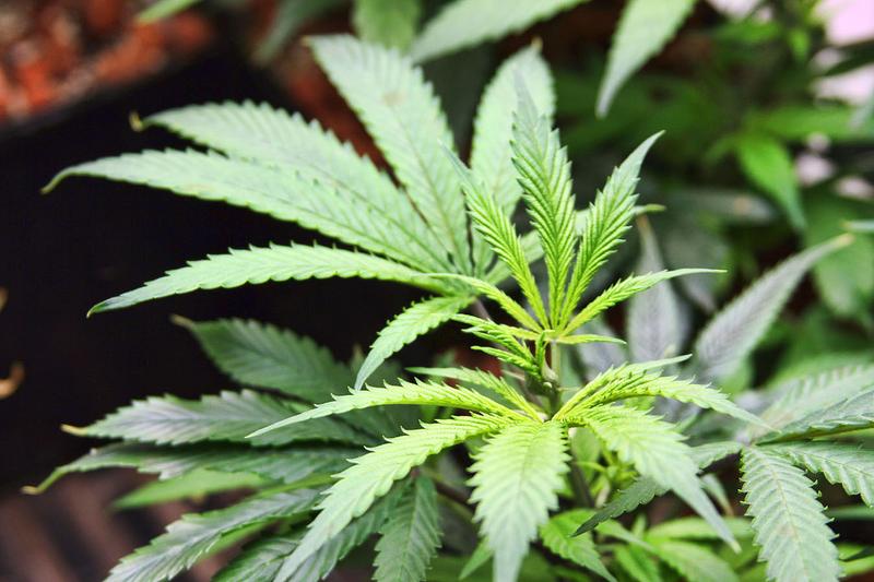 marijuana plant