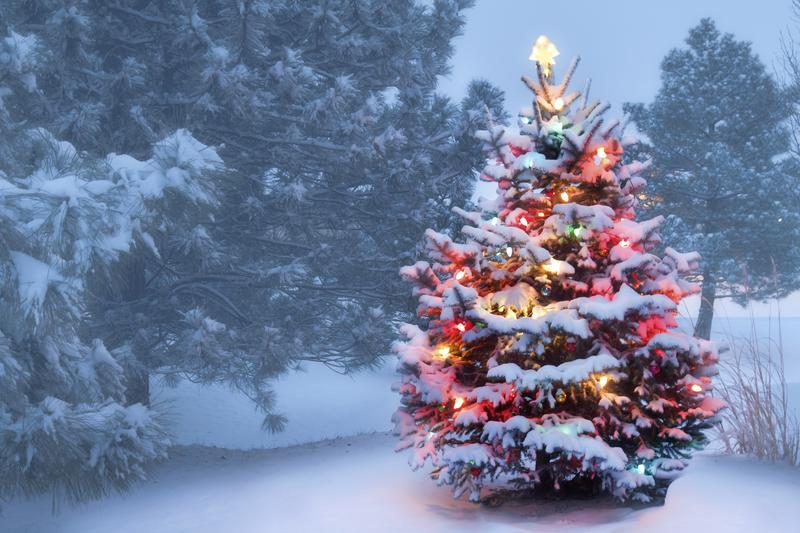 A snowy Christmas tree.