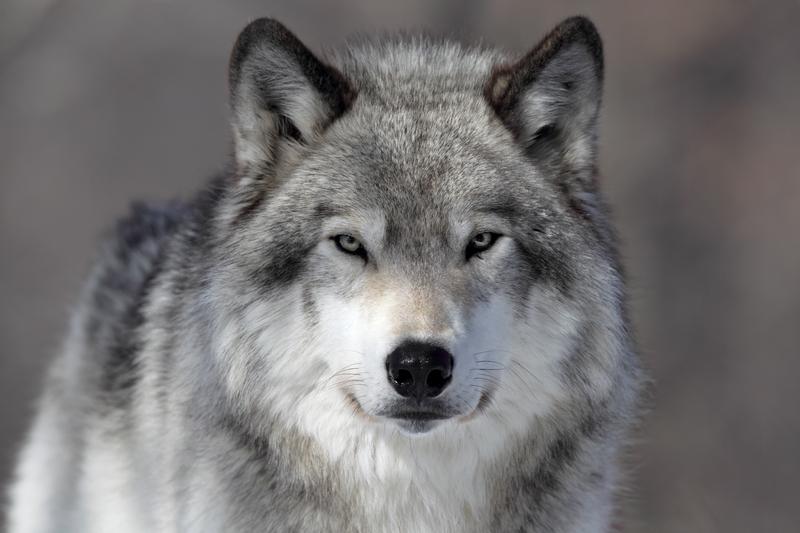 By the 1930s, the U.S. federal government had killed Yellowstone's gray wolves. About 60 years later, it tried to reverse that.
