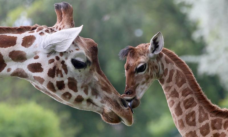 The nine-day-old giraffe Bine licks another giraffe named Andrea on May 9, 2014 in Friedrichsfelde zoo in Berlin.