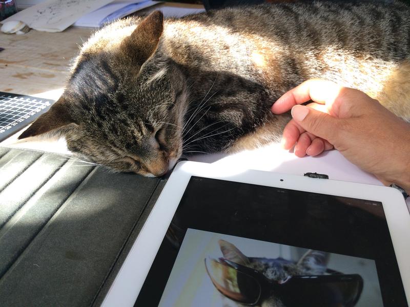 Cat photos are even distracting our cats.