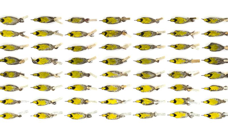 56 Eastern Meadowlarks from 1896–2013