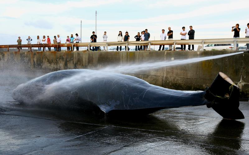 Japanese Fishermen hose down a 9.95m Baird's Beaked whale at Wada Port on June 21, 2007 in Chiba, Japan.