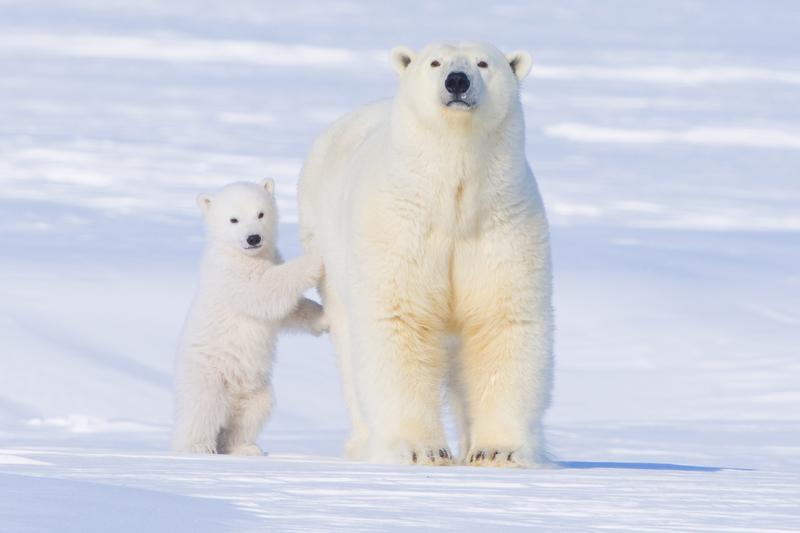 Polar bear sow and cub newly emerged from their den in springtime on March 24, 2009 along the Arctic Coast of Alaska.