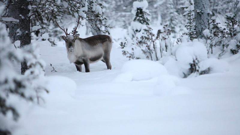 From "Aatsinki: The Story of Arctic Cowboys," derected by Jessica Oreck