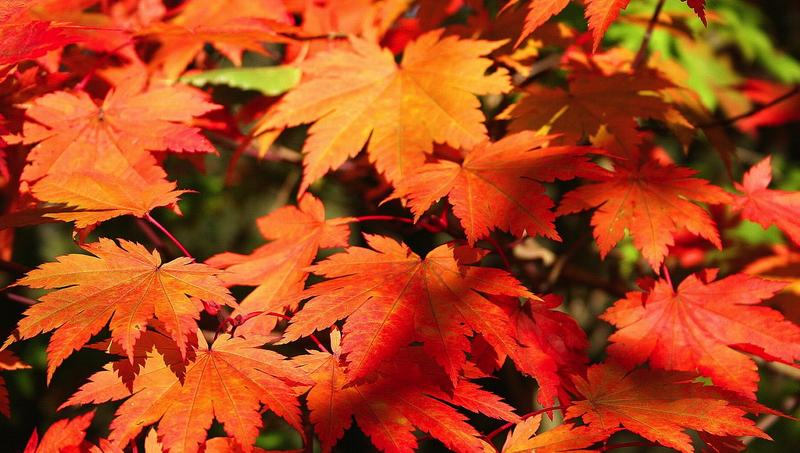 Leaves in autumn.