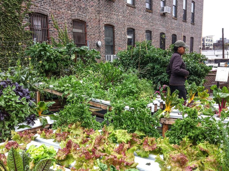 The rooftop farm at the Bushwick Starr Theater, Summer 2012.