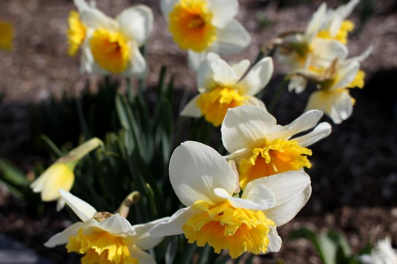 Flowers bloom in spring along the Hudson River in Lower Manhattan.