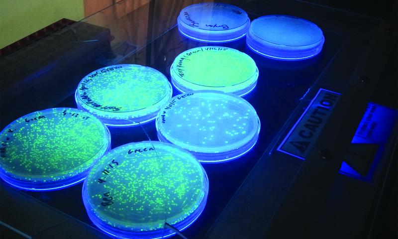 a study on green fluorescent protein functions in e coli Fluorescent proteins have been available for several years, but new instruments that measure fluorescence have allowed researchers to use such proteins to study gene expression it's been about a decade since biological researchers introduced green fluorescent protein (gfp) into their molecular toolbox. a study on green fluorescent protein functions in e coli Fluorescent proteins have been available for several years, but new instruments that measure fluorescence have allowed researchers to use such proteins to study gene expression it's been about a decade since biological researchers introduced green fluorescent protein (gfp) into their molecular toolbox.
