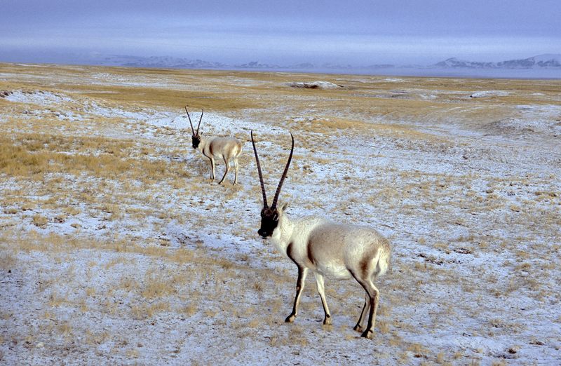 Two Chiru in Tibet, from Tibet Wild, by George Schaller