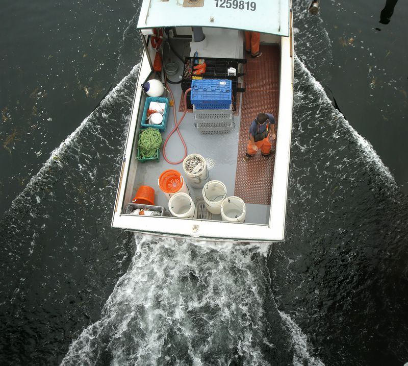 Sternman Kyle Draper and lobsterman Josh Audet return to Perkins Cove in Ogunquit after a day of lobstering on Thursday, August 20, 2015.