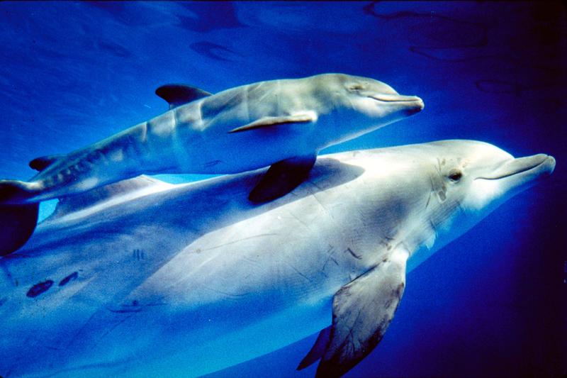 Hot weather conditions have created a record-breaking warm patch of ocean water being dubbed the "blob"—and it isn't good for marine life like dolphins.