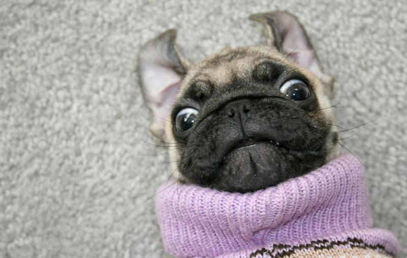 All good dogs deserve a day in the limelight.