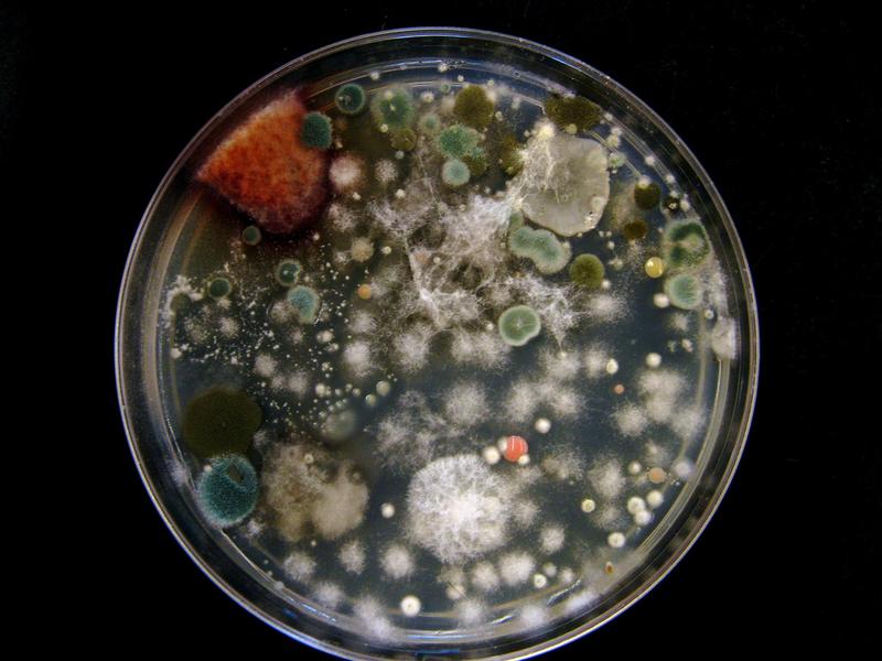 Mold