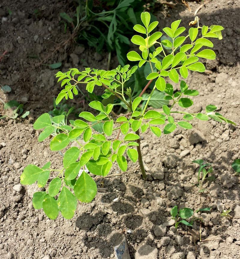Moringa at Conuco Farm in New Paltz, NY