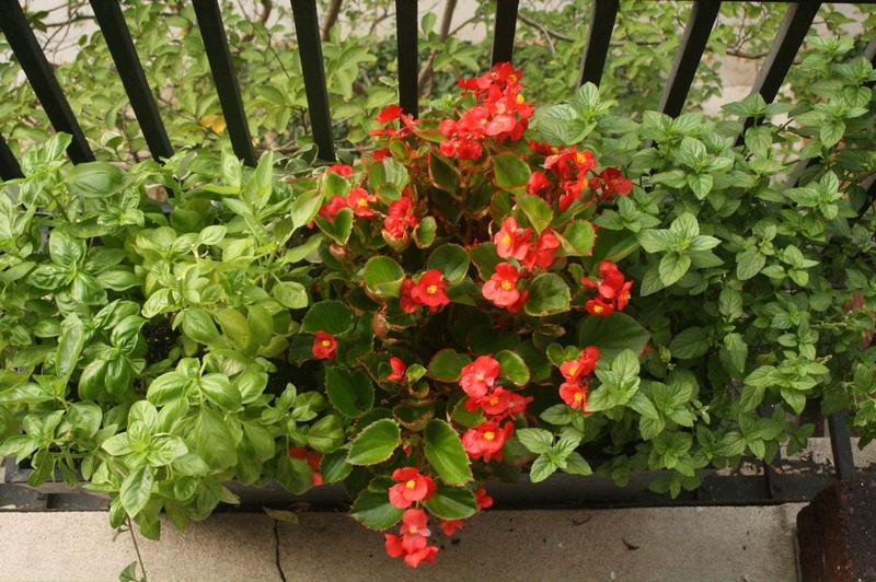 Gerard Lordahl shares advice on how to grow a garden on a balcony or a windowsill.