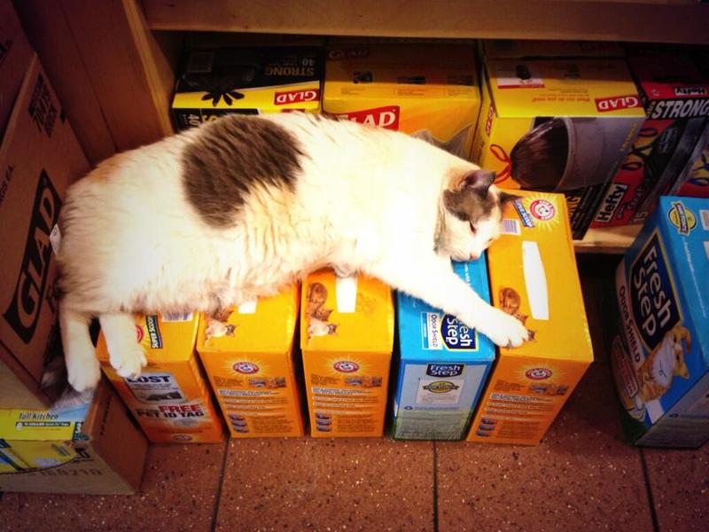 Cindy the cat lounges on litter at her bodega in the Village.