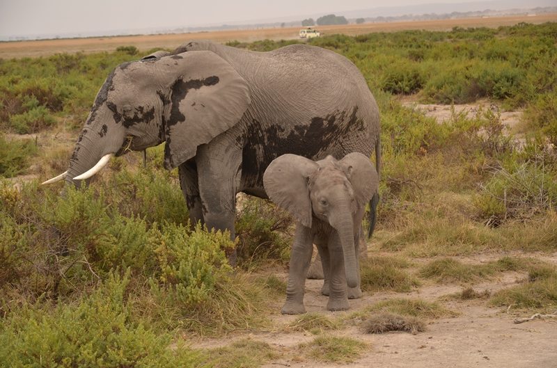 Elephant mother and baby.