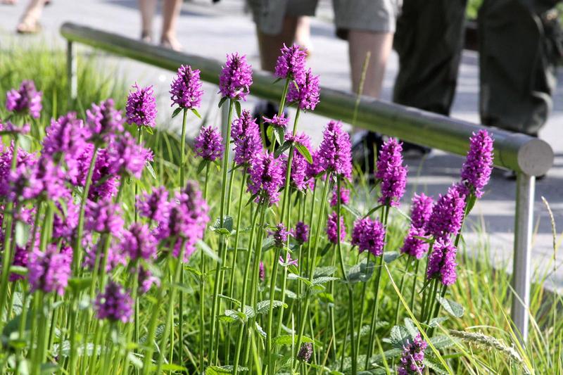 Flowers on the High Line, New York City