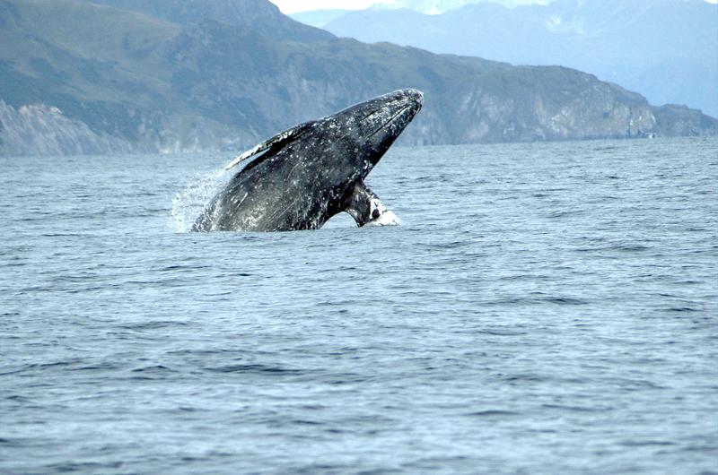 Gray Whale