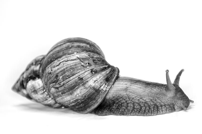 This African Giant Snail was found in Miami, FL, and measures 7 inches long. The Florida Everglades has an especially bad problem with invasive species.