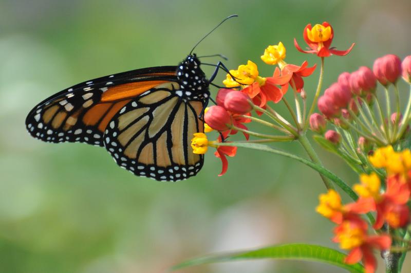 Monarch butterfly