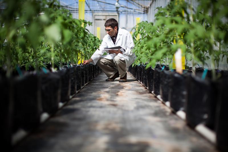 Monsanto tomato breeder Alan Krivanek checks on tomato plants he's breeding in a Monsanto greenhouse.