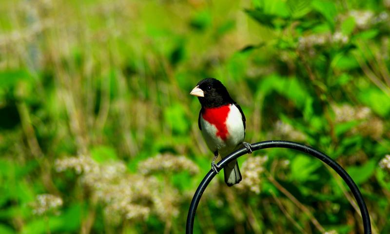 The Rose-Breasted Grosbeak, one of the birds whose song is part of our challenge