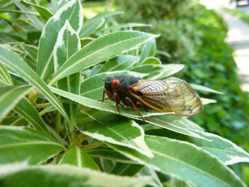 cicadas on a shrub in Summit, NJ