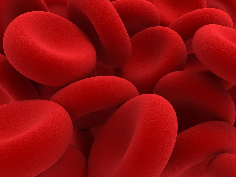 Red blood cells.
